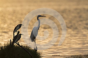 Great egret and Indian pond heron in Arugam bay lagoon, Sri Lank