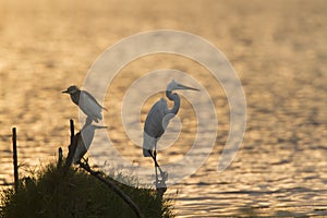 Great egret and Indian pond heron in Arugam bay lagoon, Sri Lank