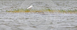 Great egret with its breeding plumage standing alone on the shallow waters in the reservoir