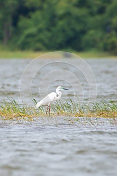 Great egret with its breeding plumage standing alone on the shallow waters in the reservoir