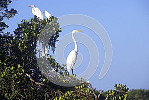 Great Egret, JN Ding Darling National Wildlife Refuge, Sanibel, CA