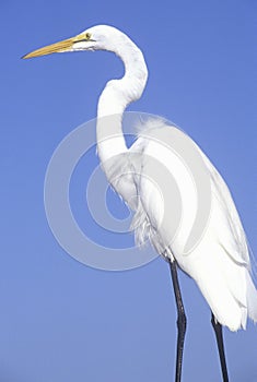 Great Egret, JN Ding Darling National Wildlife Refuge, Sanibel, CA