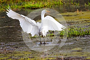 Great Egret Just Landed at Myakka