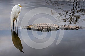 Great Egret