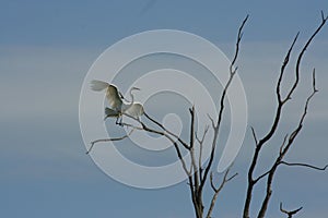 Great Egret Landing