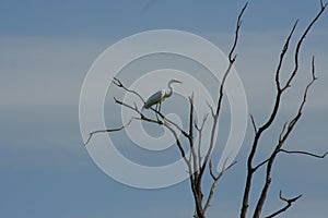 Great Egret Landing