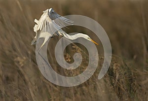 Great Egret landing at Asker marsh, Bahrain