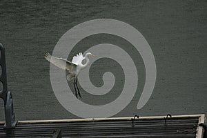 Great Egret Landing on Lake Dock