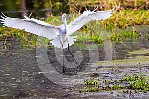 Great Egret Landing in Myakka River State Park