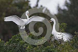 Great Egret landing next to its nesting mate - Venice, Florida