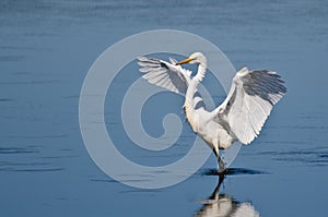 Great Egret Landing in Shallow Water