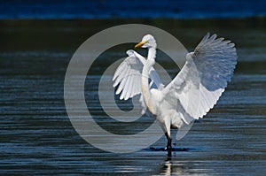 Great Egret Landing in Shallow Water