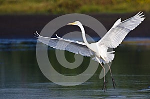 Great Egret Landing in Shallow Water