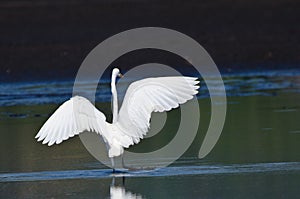 Great Egret Landing in Shallow Water