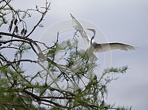 Great Egret Landing In Tree Mating photo