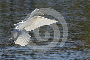 Great egret landing in the water in Florida.