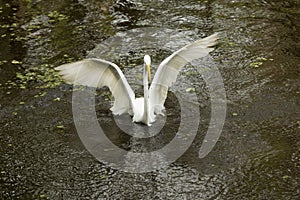 Great egret landing on the water with wings outspread, Florida.