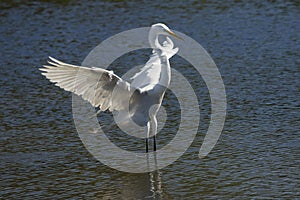 Great egret landing in water with wings outspread in Florida.