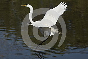 Great egret landing in water with wings outspread in Florida.