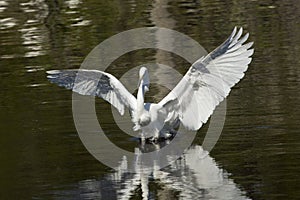 Great egret landing in water with wings outspread in Florida.