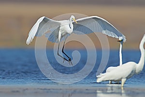 The Great Egret lands on the blue water next to other birds