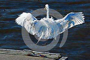 A great egret lands dockside after a brief altercation with a pelican