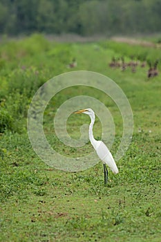 Great Egret on the Levee