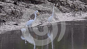 Great Egret and Little Egret perched on shallow water of wetland. White birds catching fish in low tide mudflats