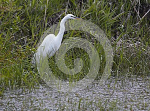 Great Egret looking for dinner