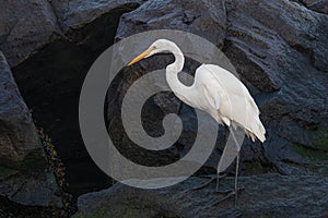 A great egret looks for food in the boulders at Barnegat Lighthouse on Long Beach Island