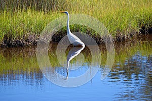 Great egret on marshes in Florida