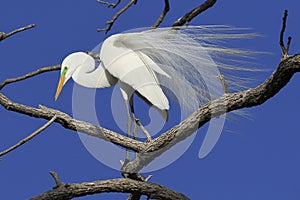 Great egret in mating plumage photo