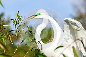 Great Egret With Mating Season Display