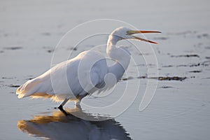 Great Egret - Merritt Island Wildlife Refuge, Florida