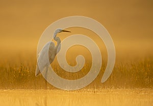 Great Egret in misty Morning