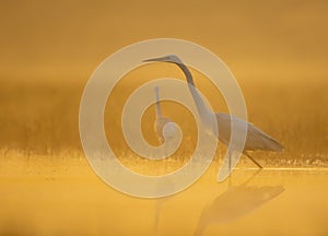 Great Egret in misty Morning