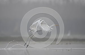 Great Egret in misty Morning