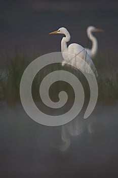 Great Egret in misty Morning