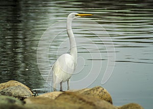 Great Egret near the Sacramento River