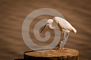 Great egret near the sea