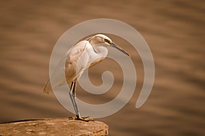 Great egret near the sea