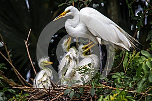 Great Egret Nestlings