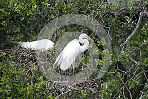 Great Egret Nests