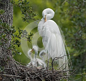 Great Egret in Northern Florida