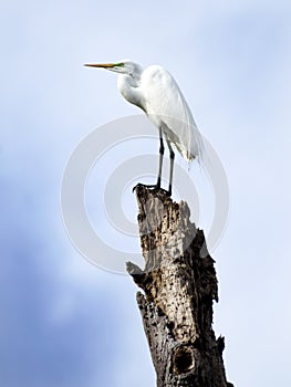 Great Egret in Okefenokee Swamp