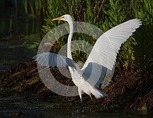 Great Egret open wings in swamp or marsh