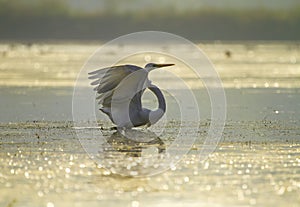 Great Egret with open wings