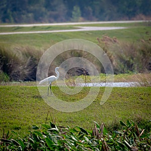 Great Egret Pauses In Open Grassy Field