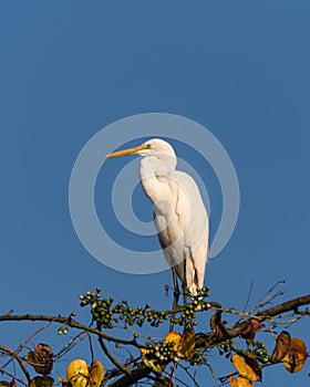 Great Egret perched atop a tree