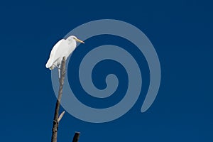 Great Egret Perched On Branch